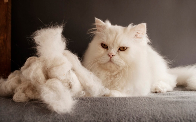 DE-SHEDDING for cats