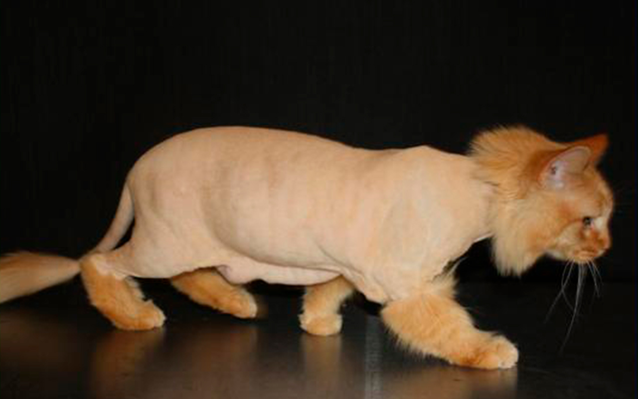 LION TRIM