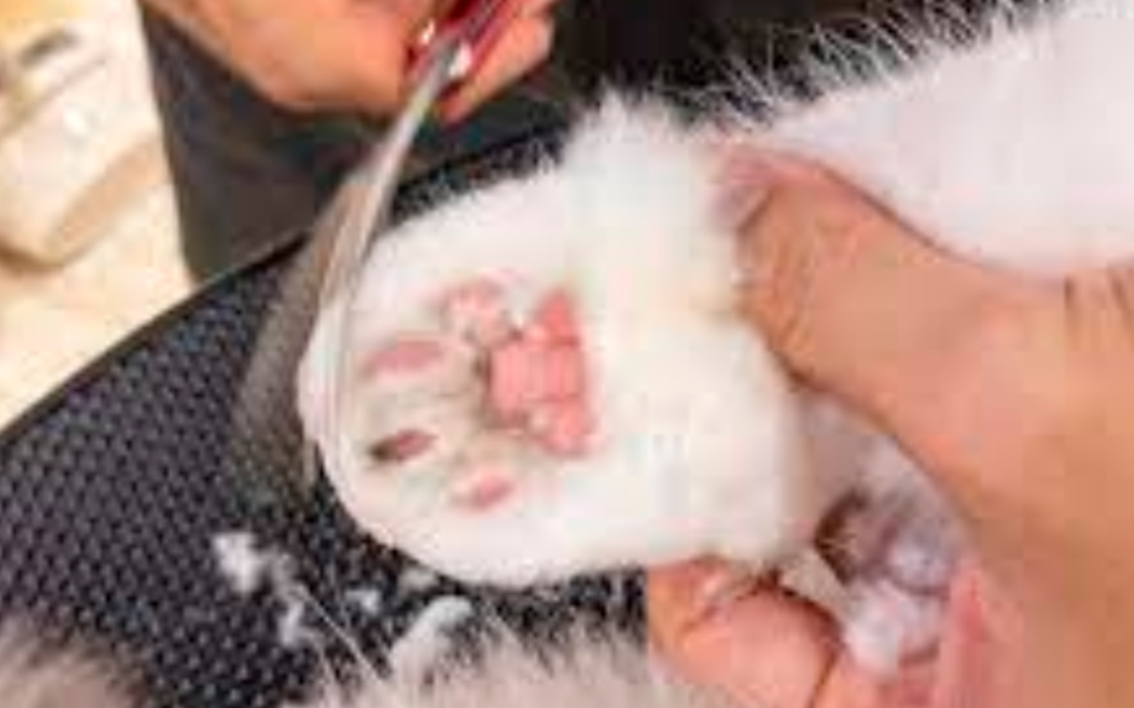 Toe Tuft Trim for cats