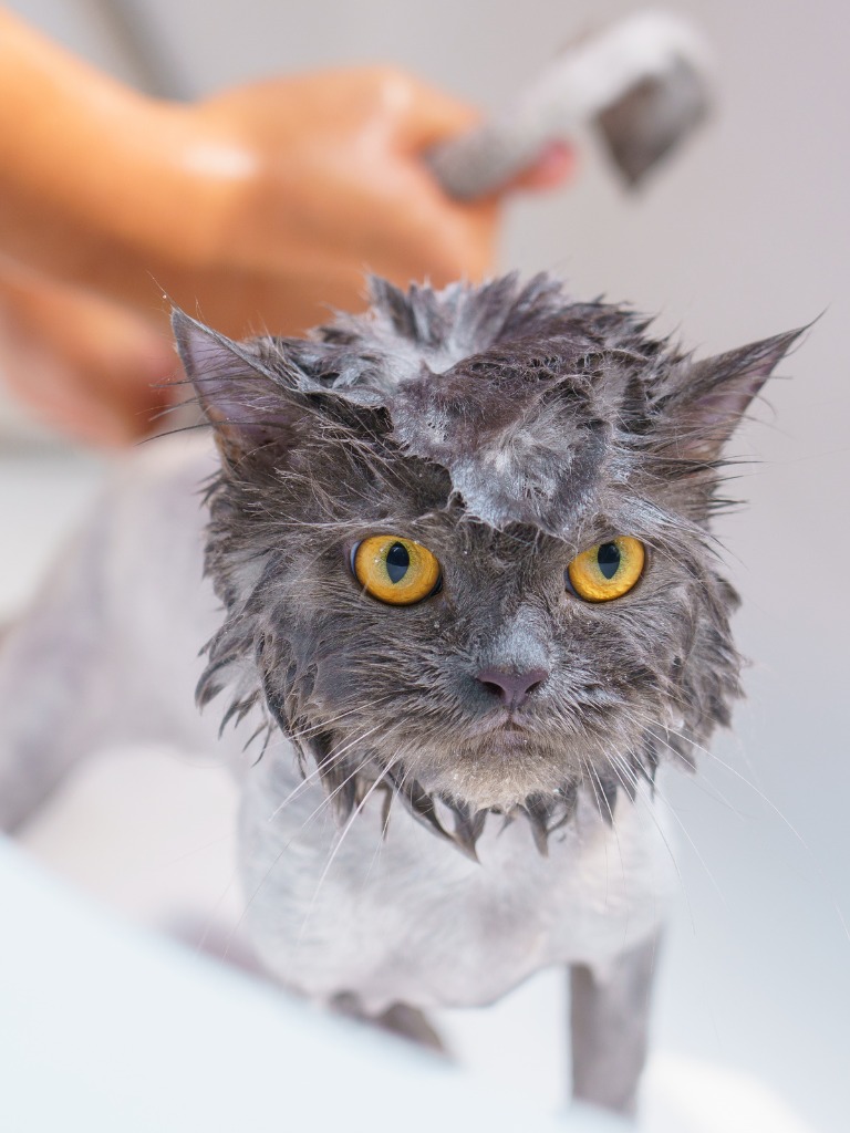 A cat is being bathed after their trim