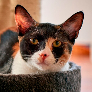 cute kitten in their bed