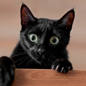 cat peeking over wooden slat