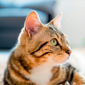 cat attentively watching aomething across the room