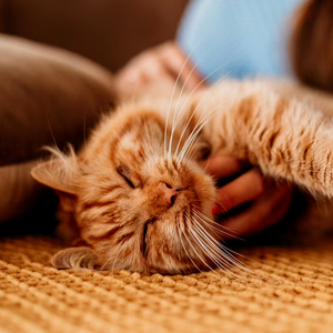 cat playing with owner