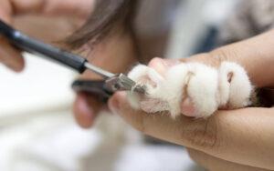 Grooming service Cat getting its nails trimmed