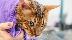 cat after their bath