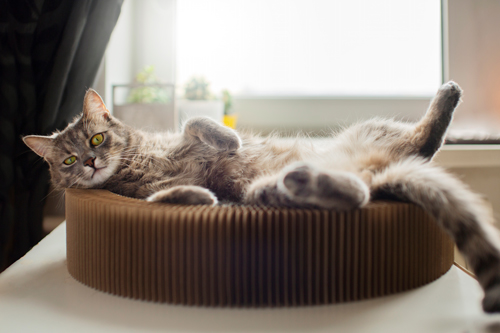 Cat lounging in their bed tummy side up