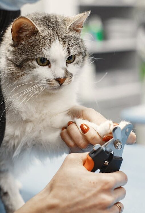 Cat being groomed