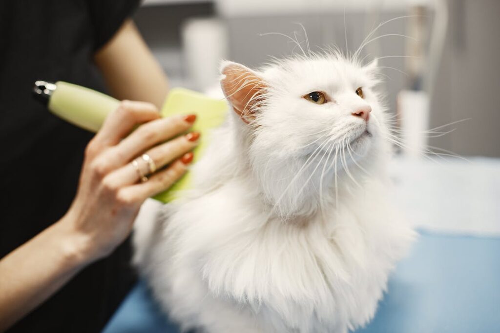 Cat being groomed